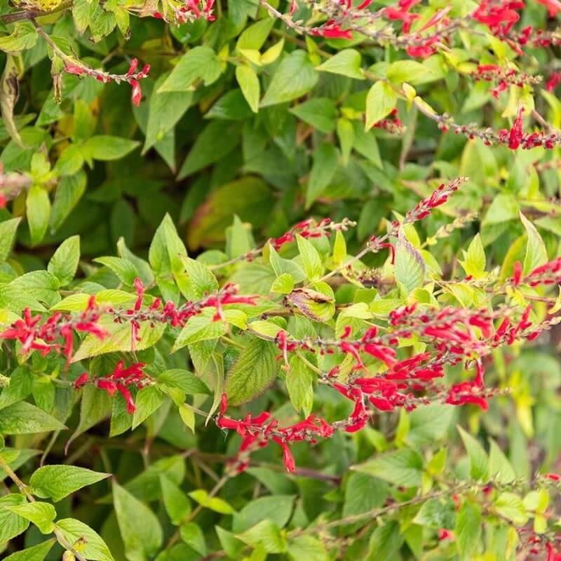 Heirloom Pineapple Sage Seeds