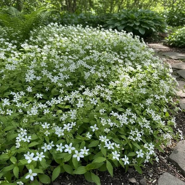 Heirloom Sweet Woodruff Seeds