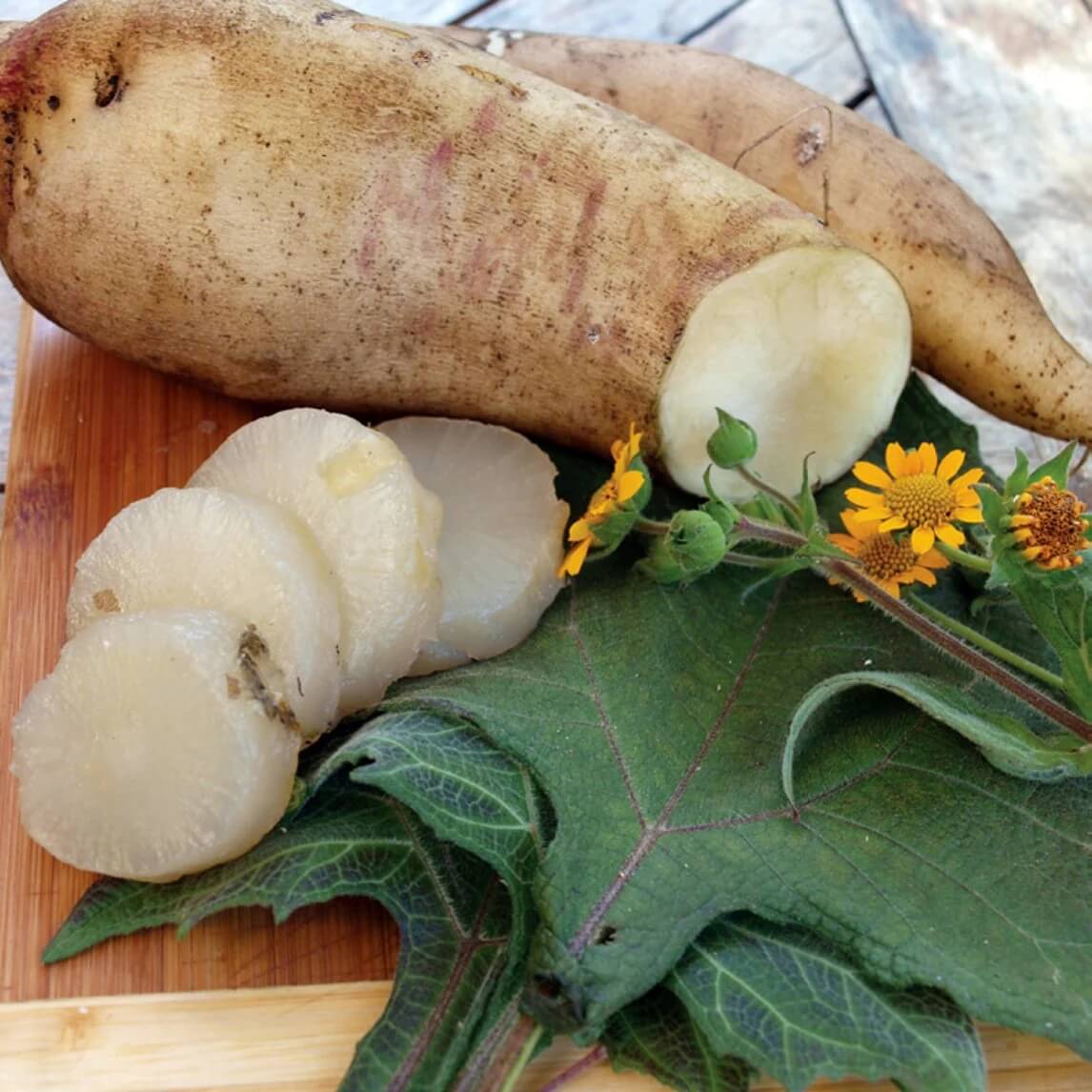 Heirloom Yacon Seeds