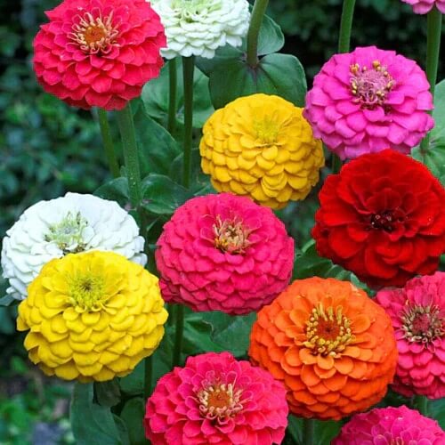 Heirloom Zinnia Seeds - Flower Plant