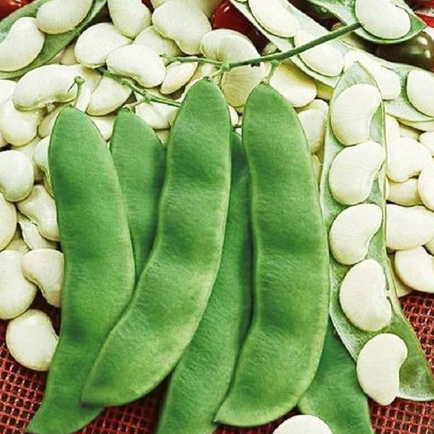 Henderson bush lima bean seeds - Vegetable Plant