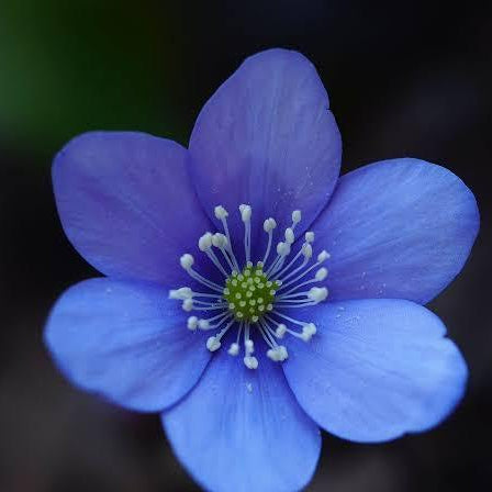 Hepatica Nobilis Seeds