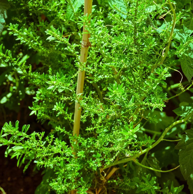 Herbaceous Epazote Seeds