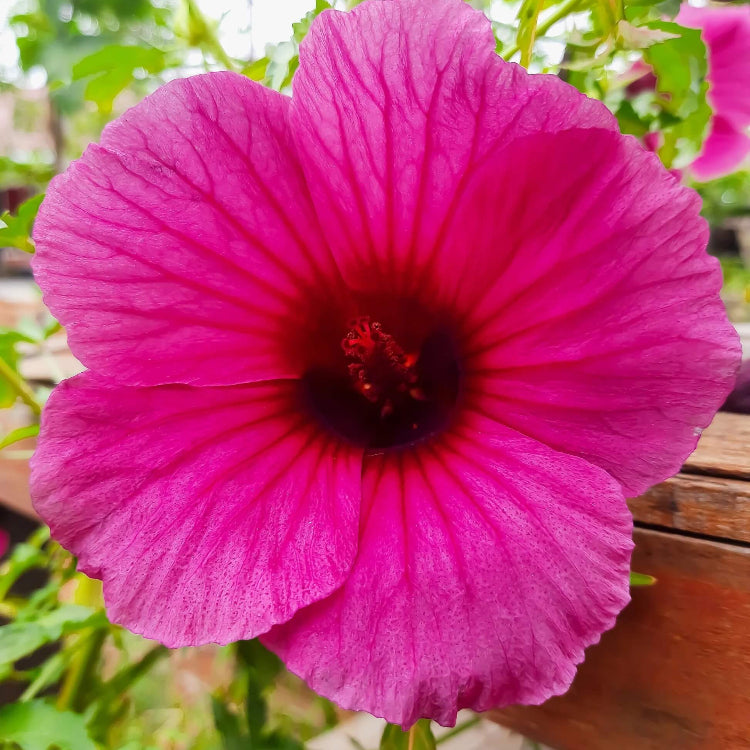 Hibiscus Kenaf Seeds