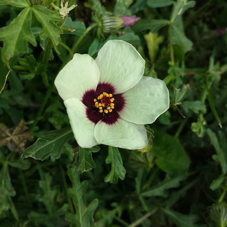 Hibiscus Trionum Seeds - Flower Plant