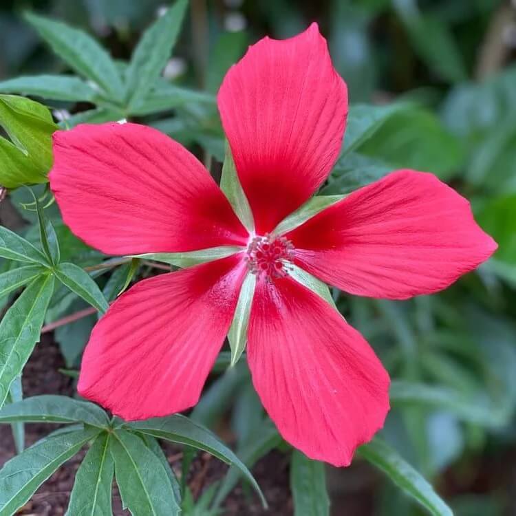 Hibiscus coccineus Texas Star seeds