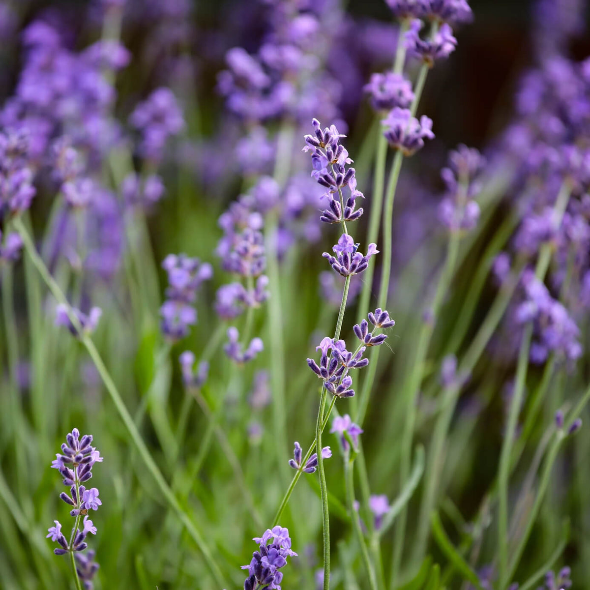Hidcote Giant Lavender Seeds - Heirloom Flower Plant for Home Gardens