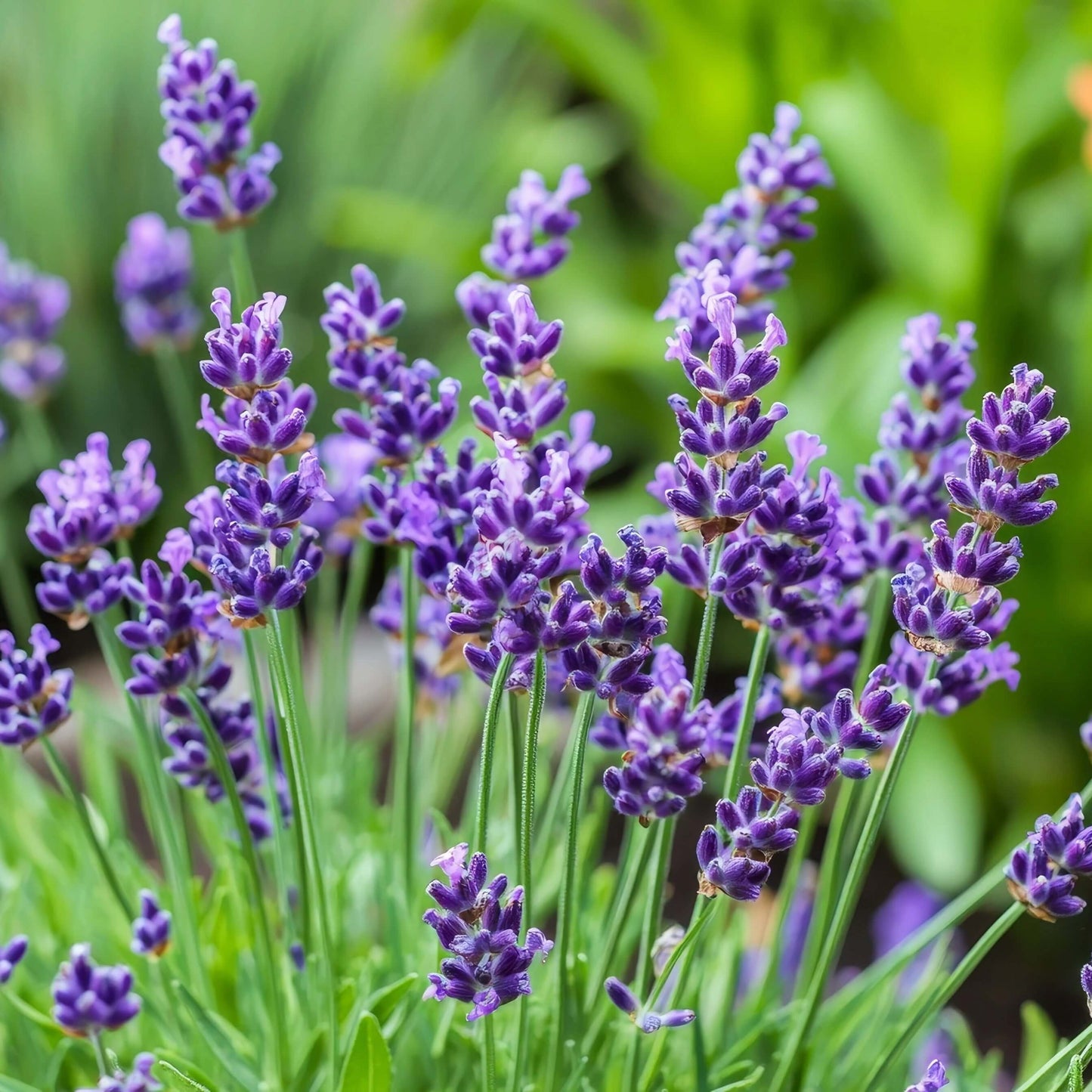Hidcote Lavender Seeds - Flower Plant