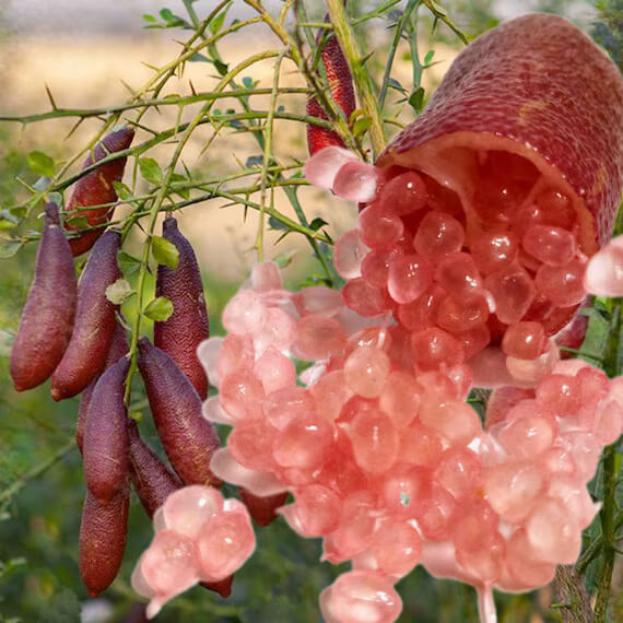 High Quality Finger Lime Seeds - Fruit Plant