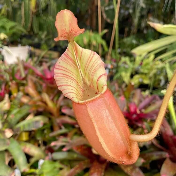 Highland Nepenthes Seeds