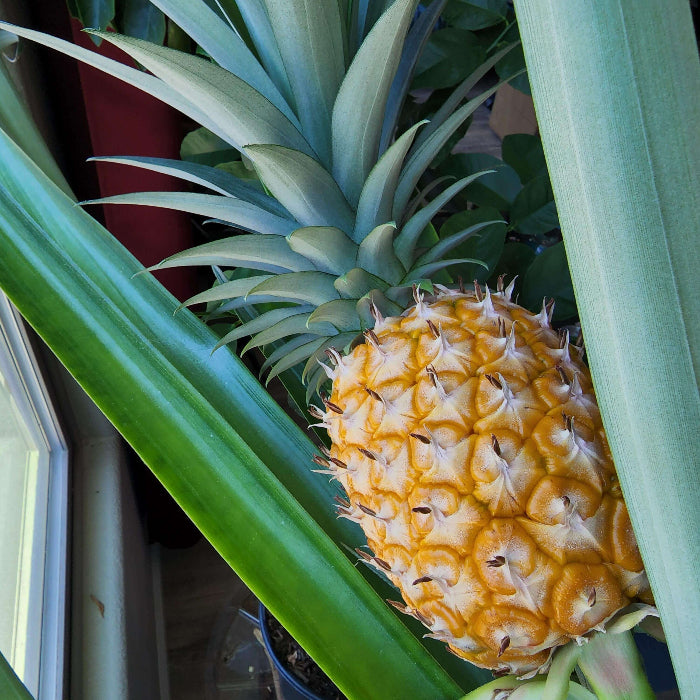 Hilo Pineapple Seeds