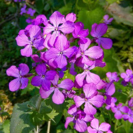 Honesty Plant Seeds