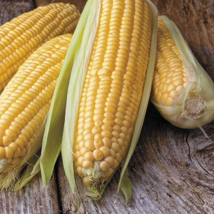 Honey Select Sweet Corn Seeds - Vegetable Plant
