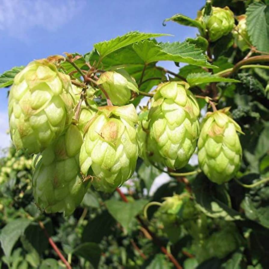 Hops Humulus lupulus Seeds