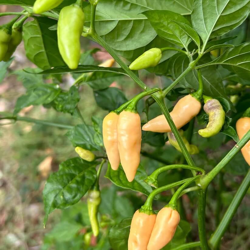 Hot Datil Pepper Seeds