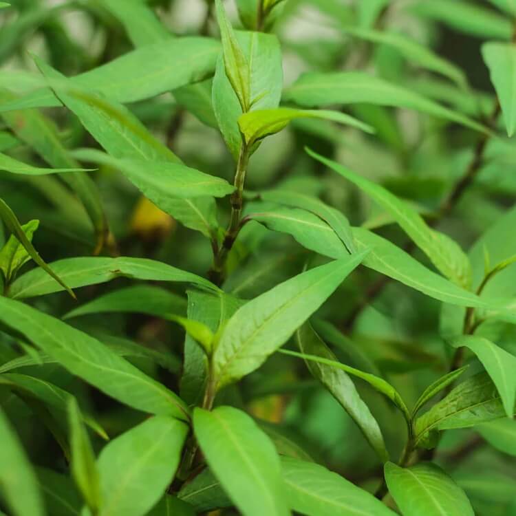 Hot Mint Seeds