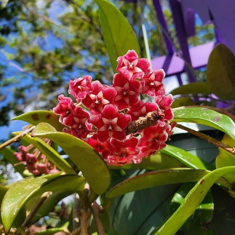Hoya Carnosa Seeds - Heirloom Flower Plant for Home Gardens