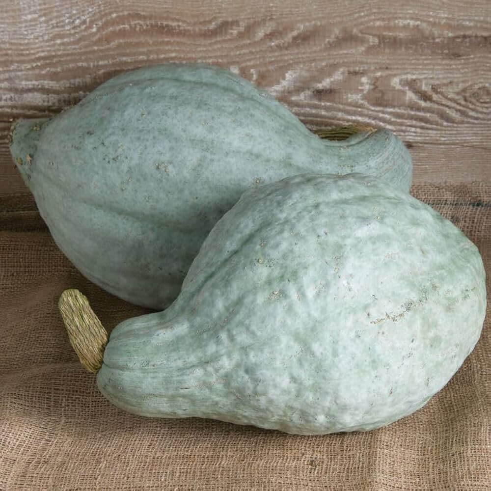 Hubbard squash seeds - Vegetable Plant