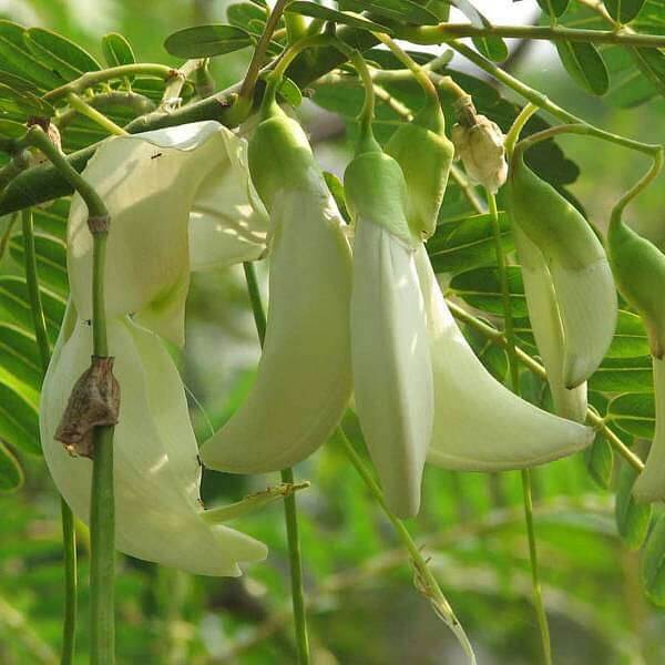 Hummingbird Tree Seeds