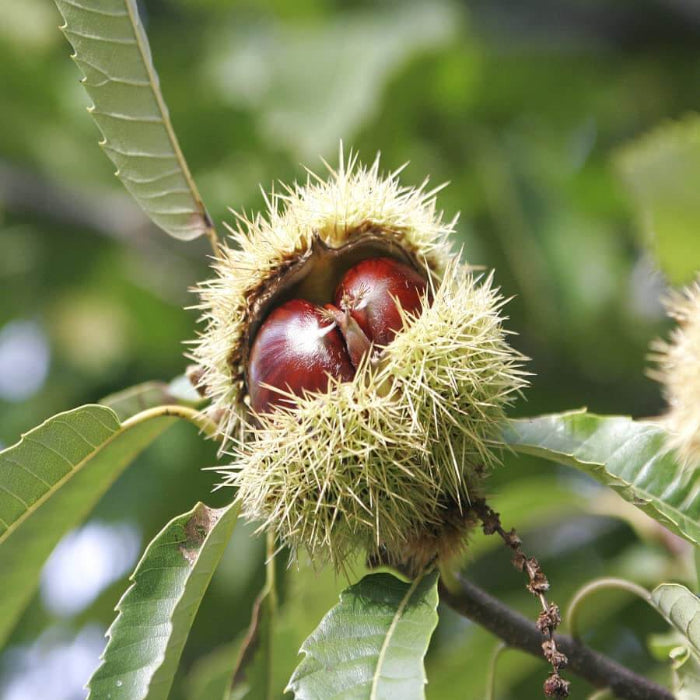 Hybrid Chestnut Seeds - Fruit Plant