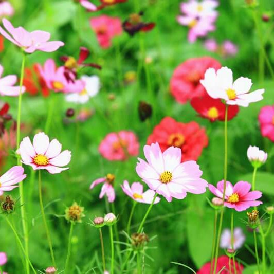 Hybrid Cosmos Seeds