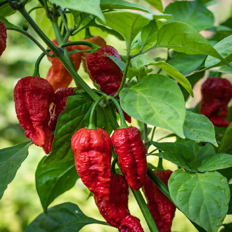 Hybrid Hot Pepper Seeds - Heirloom Vegetable Plant for Home Gardens