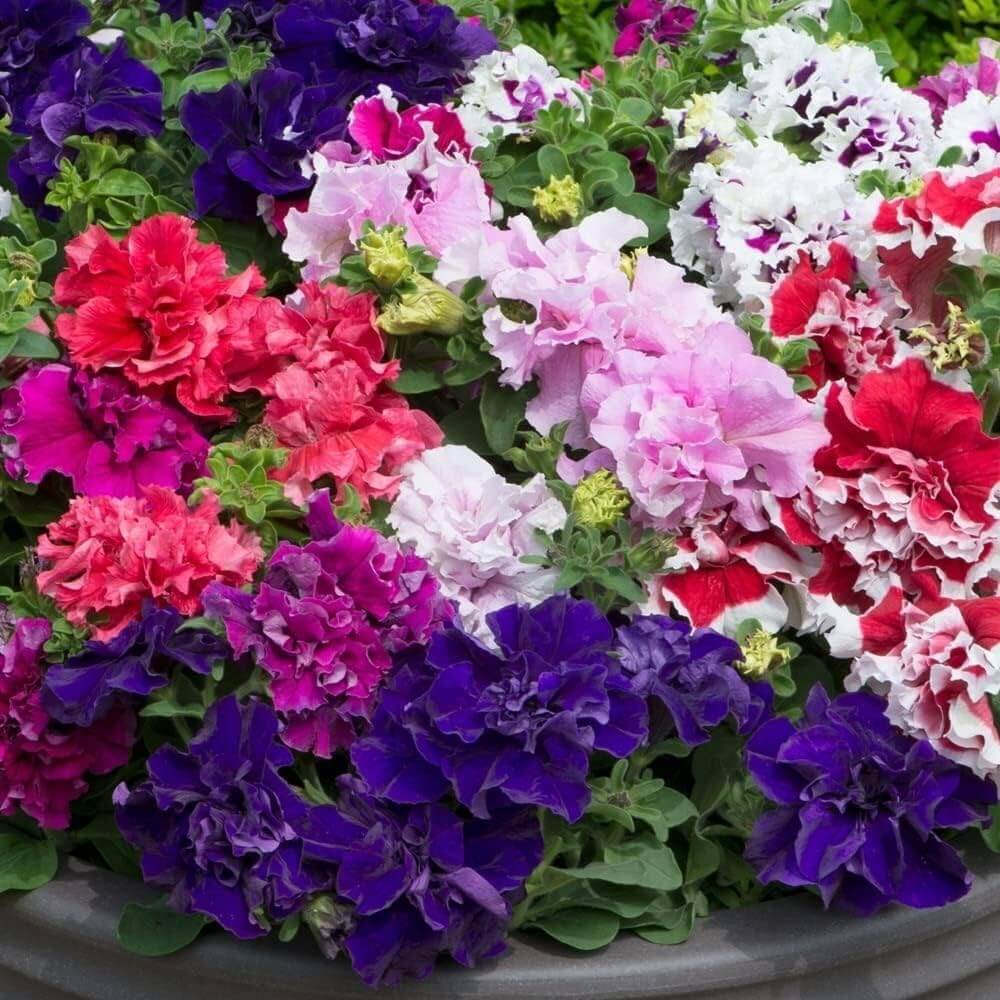 Hybrid Mixed Petunia Seeds - Flower Plant