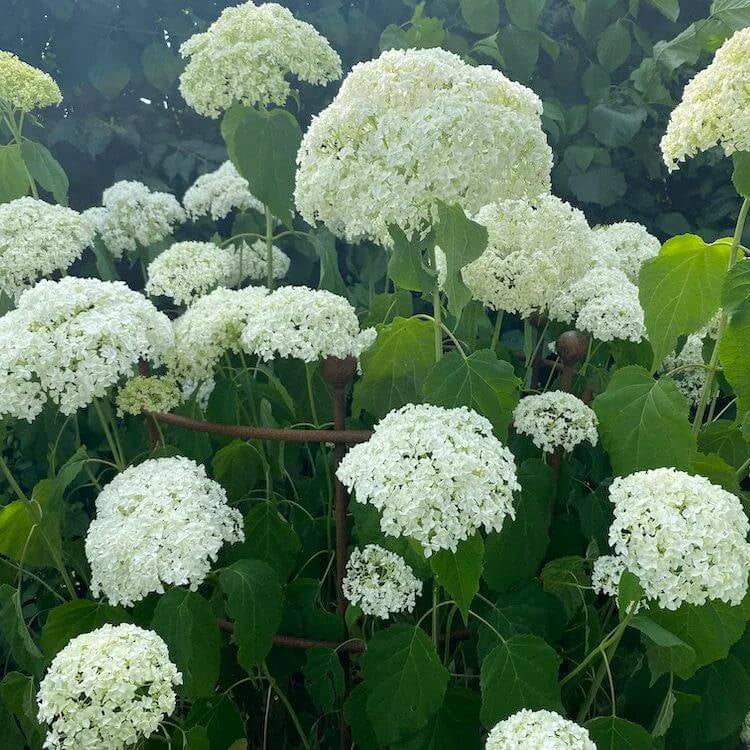 Hydrangea Annabelle Seeds - Heirloom Flower Plant for Home Gardens