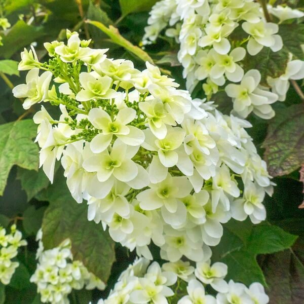 Hydrangea quercifolia Seeds