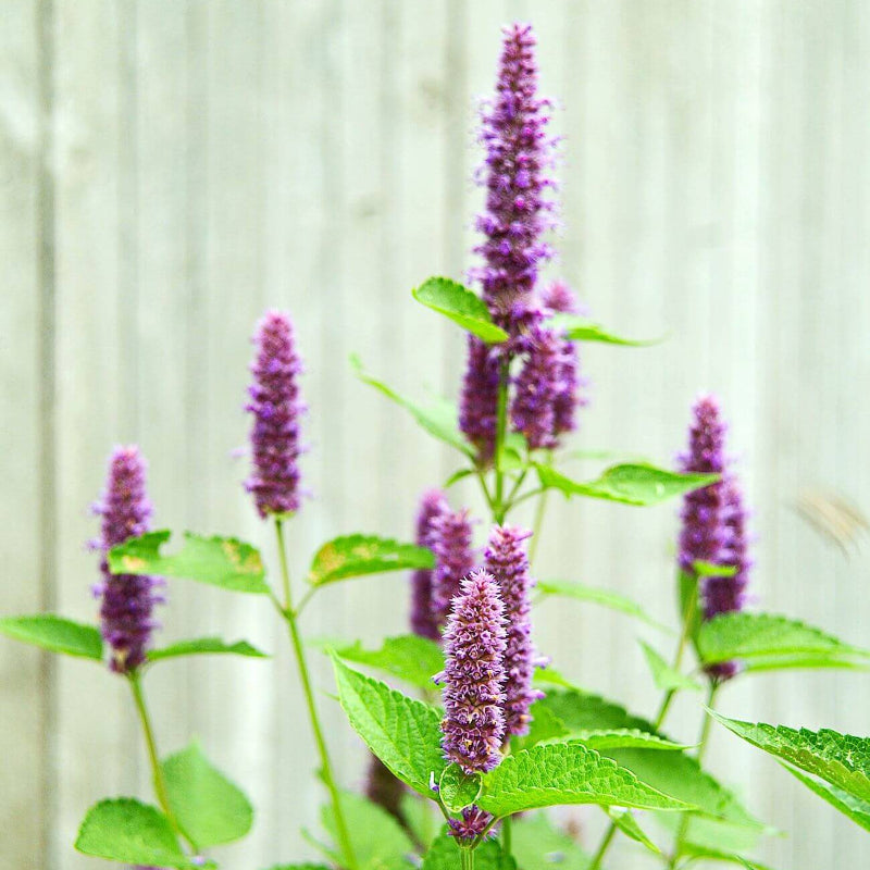 Hyssop Seeds - Heirloom Herbal Plant for Home Gardens