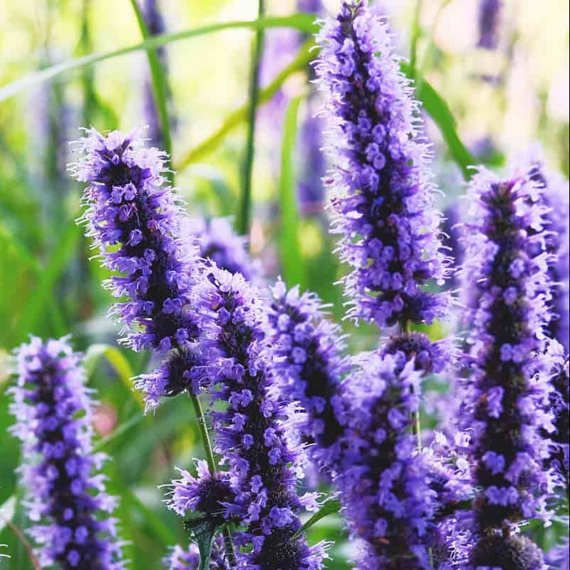 Hyssop Seeds - Heirloom Herbal Plant for Home Gardens