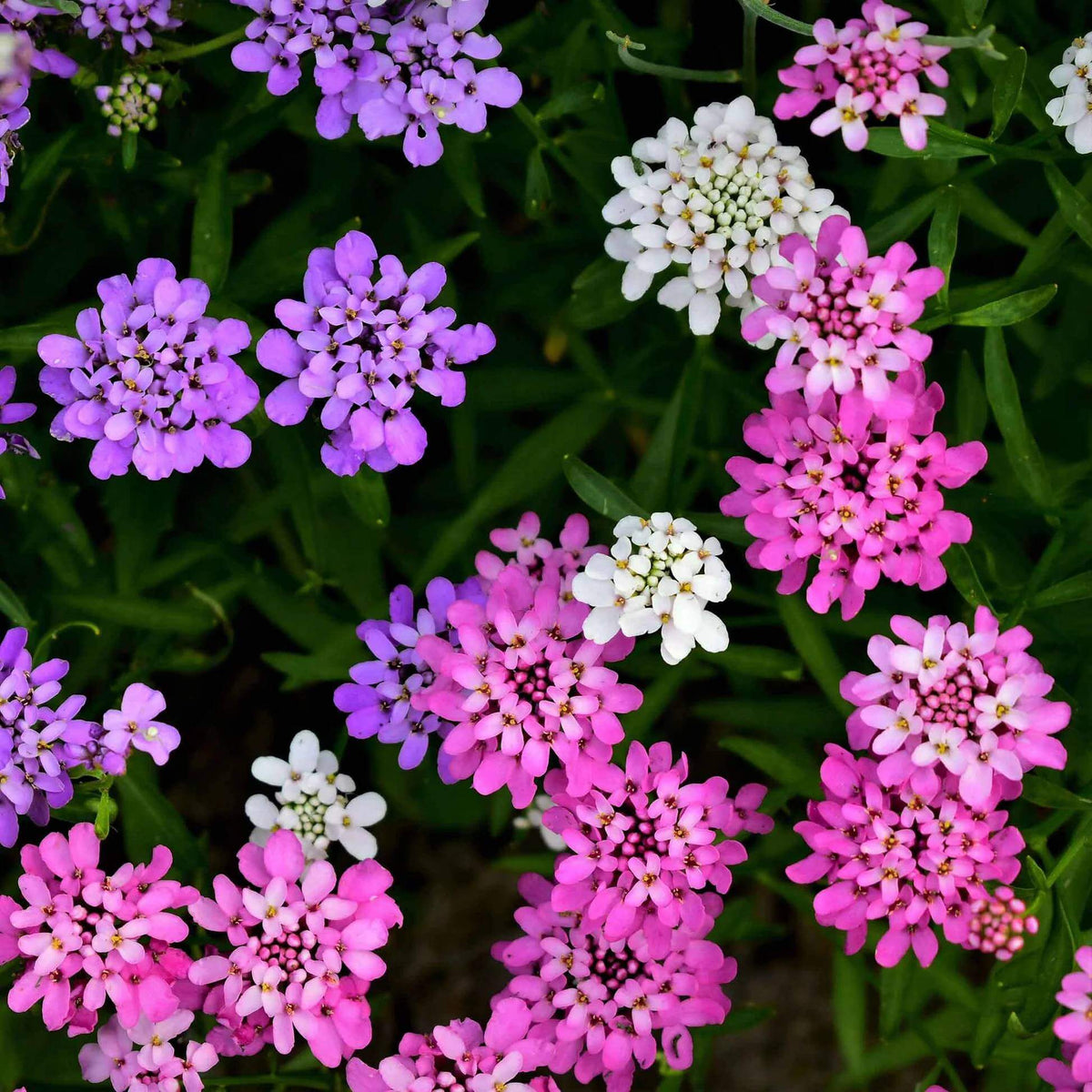 Iberis Umbellata Seeds - Heirloom Flower Plant for Home Gardens