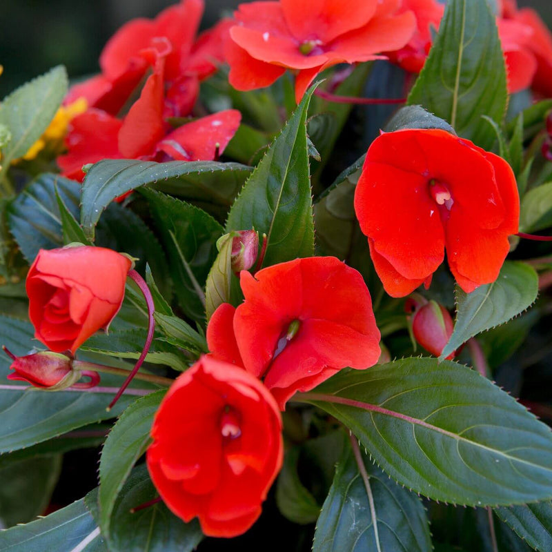 Impatiens Busy Lizzie Seeds - Heirloom Flower Plant for Home Gardens