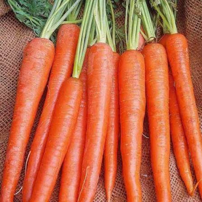Imperator Carrot Seeds - Heirloom Vegetable Plant for Home Gardens