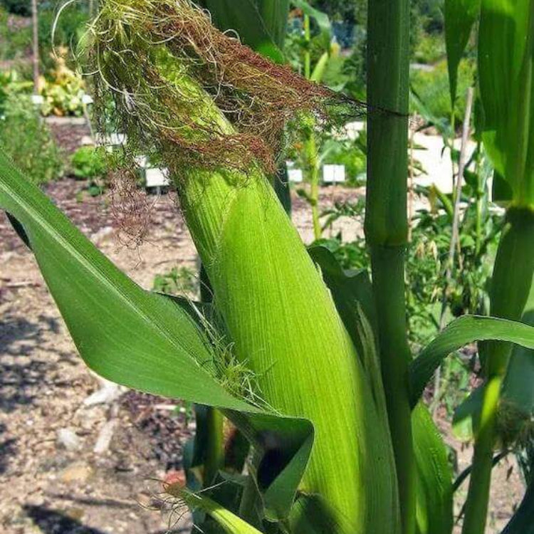 Incredible Sweet Corn Seeds - Heirloom Vegetable Plant for Home Gardens
