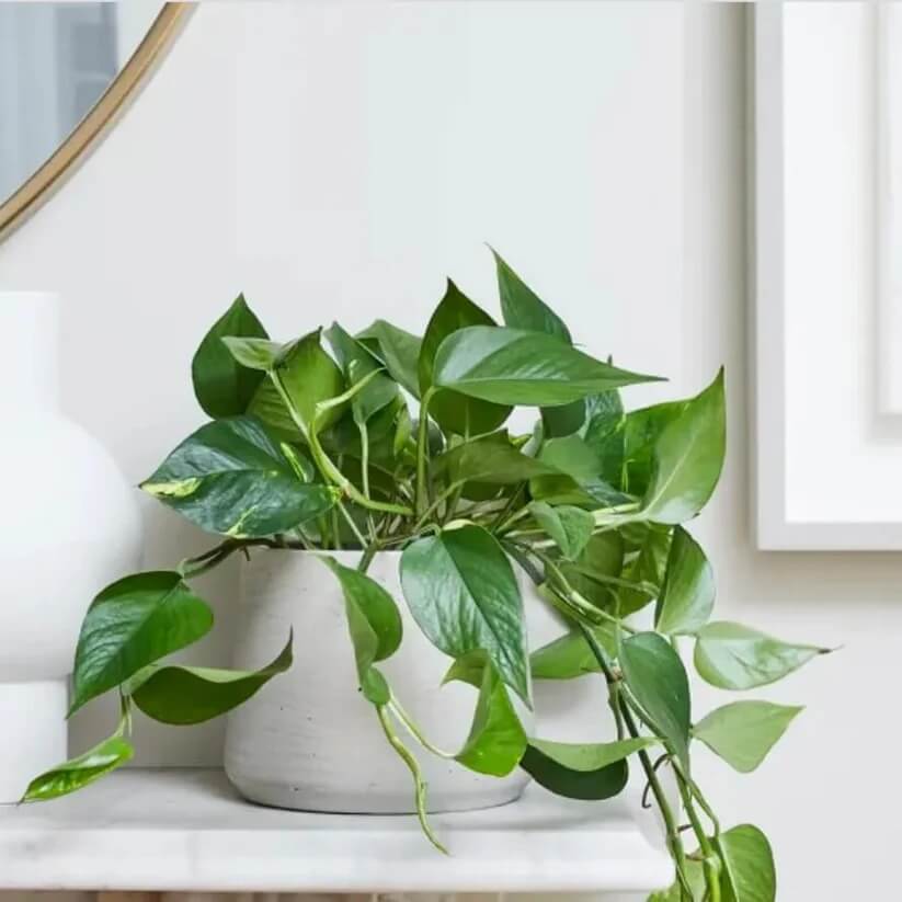 Indoor Pothos Plant Seeds