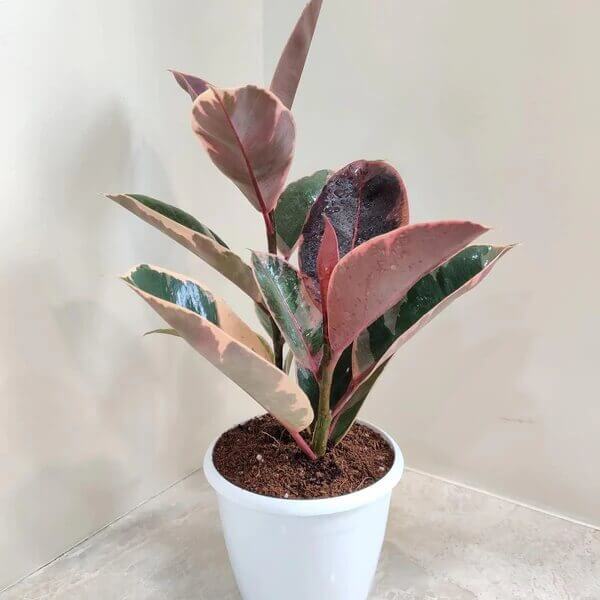 Indoor Rubber Tree Seeds - Flower Plant