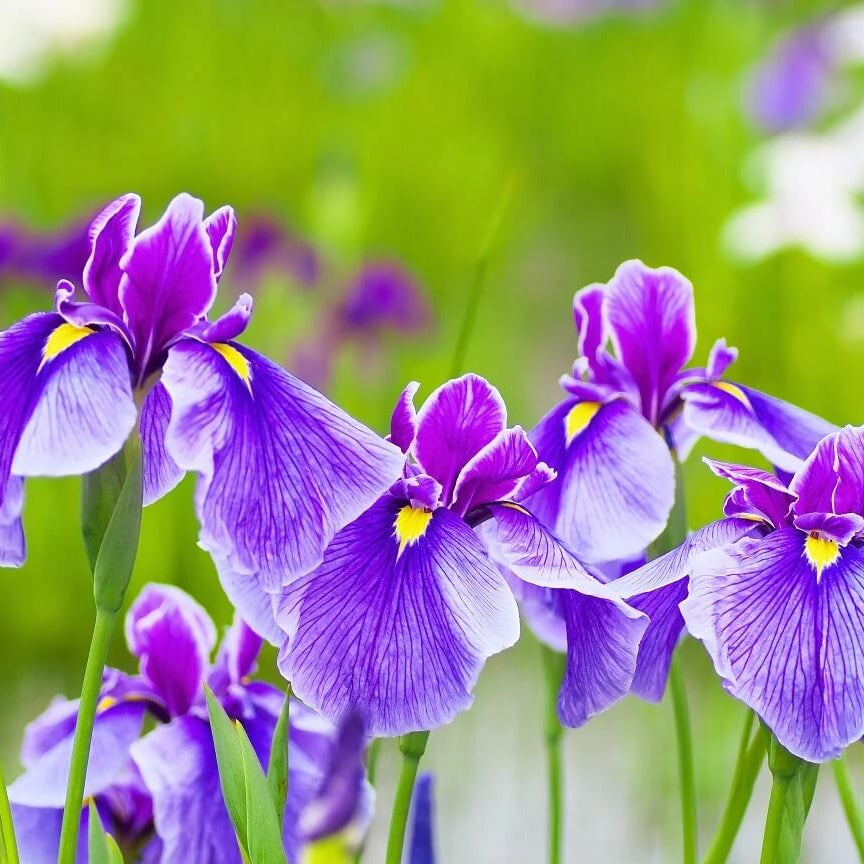 Iris Seeds