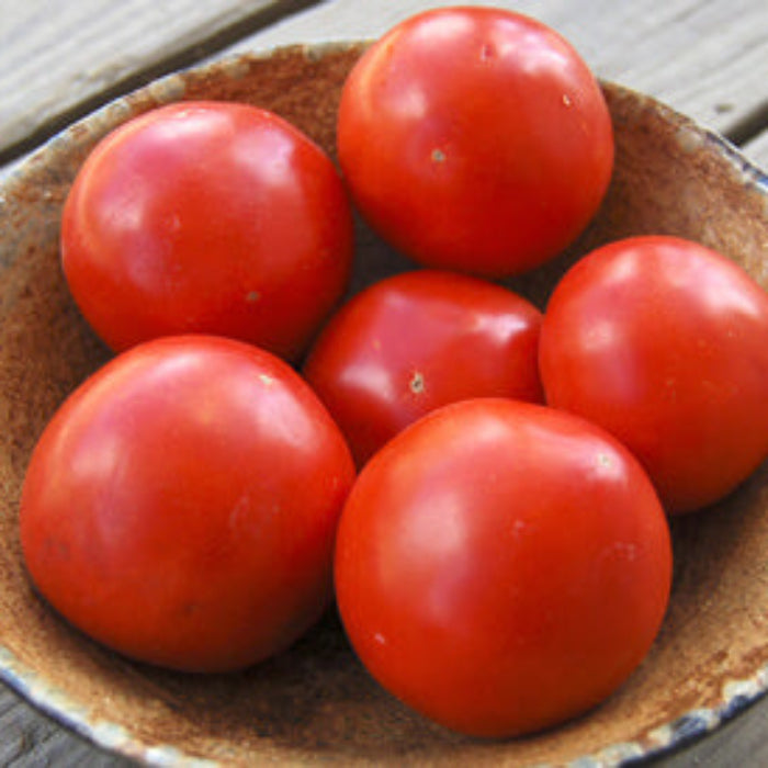 Iron Lady Tomato Seeds - Vegetable Plant