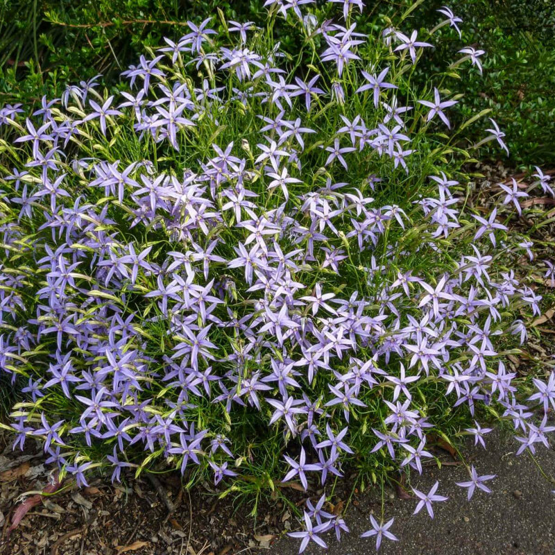 Isotoma Seeds
