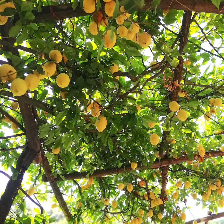 Italian Amalfi Lemon Seeds