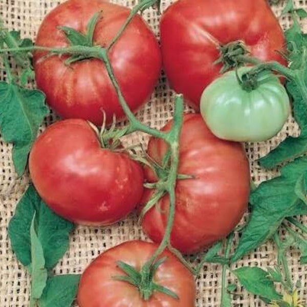 Italian Tree Tomato Seeds