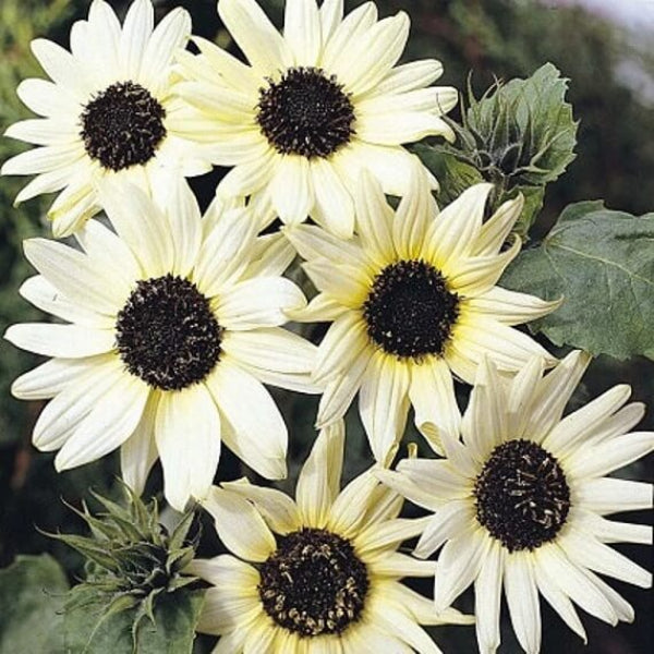 Italian White Sunflower Seeds - Flower Plant