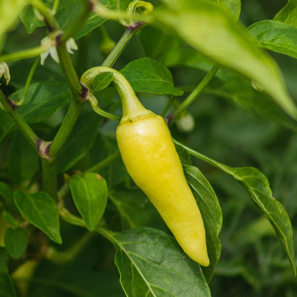 Jalafuego Pepper Seeds - Heirloom Vegetable Plant for Home Gardens
