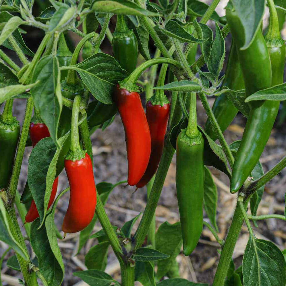 Jalapeño Pepper Seeds - Flower Plant