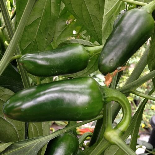 Jalapeno seeds - Vegetable Plant