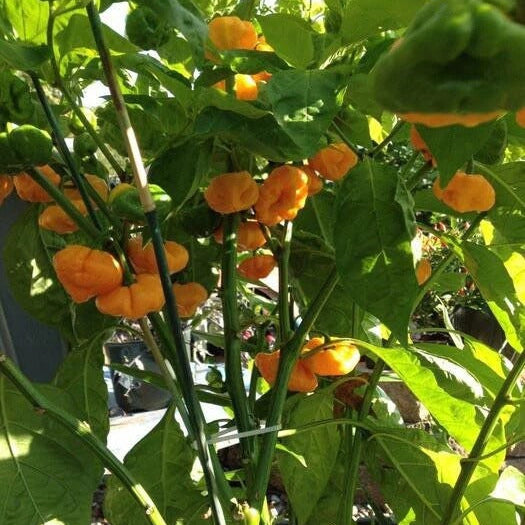 Jamaican Scotch Bonnet Pepper Seeds