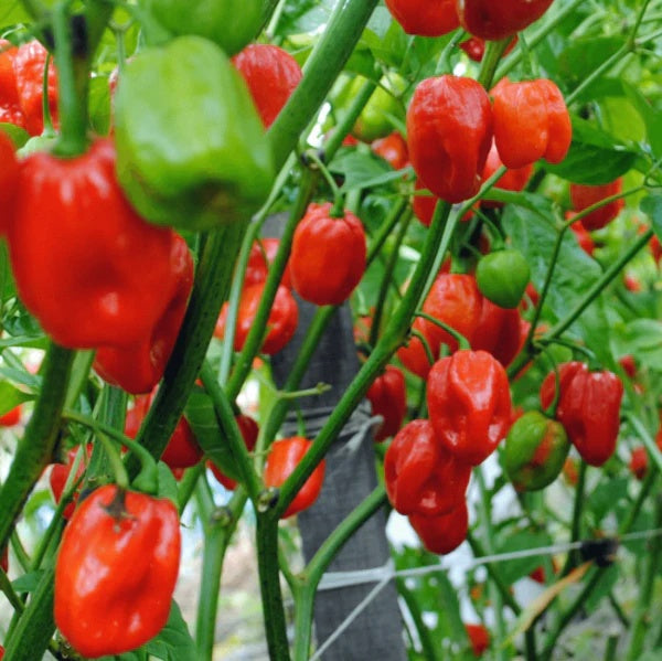 Jamaican Scotch Bonnet Seeds for Planting