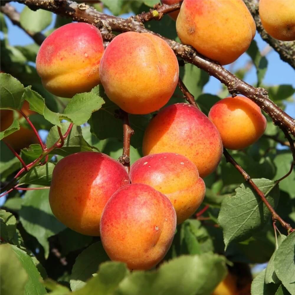Japanese Apricot Seeds - Fruit Plant for Home Gardens