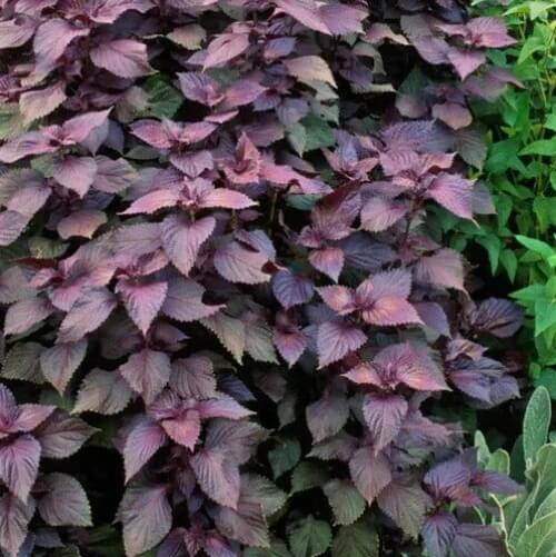 Japanese Basil seeds